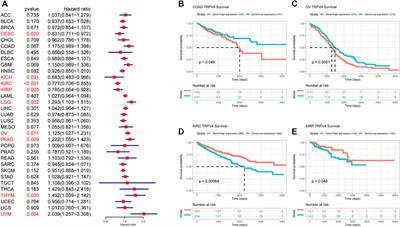 TRPV4 is a Prognostic Biomarker that Correlates with the Immunosuppressive Microenvironment and Chemoresistance of Anti-Cancer Drugs